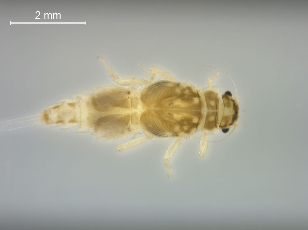 Caenis horaria